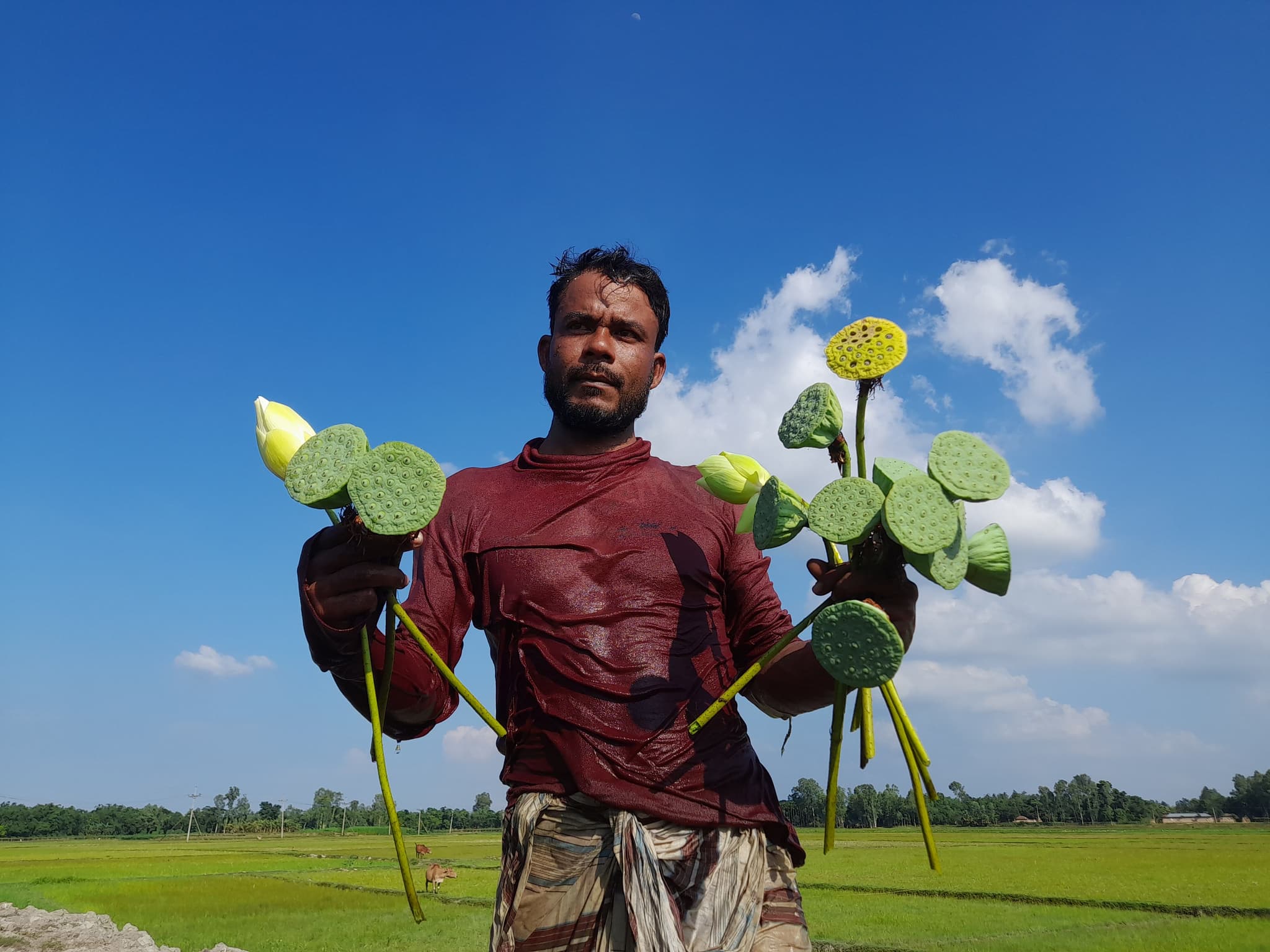 Makhana sourcing from Madhubani, Bihar